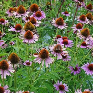 Fleurs d'échinacée pourpre