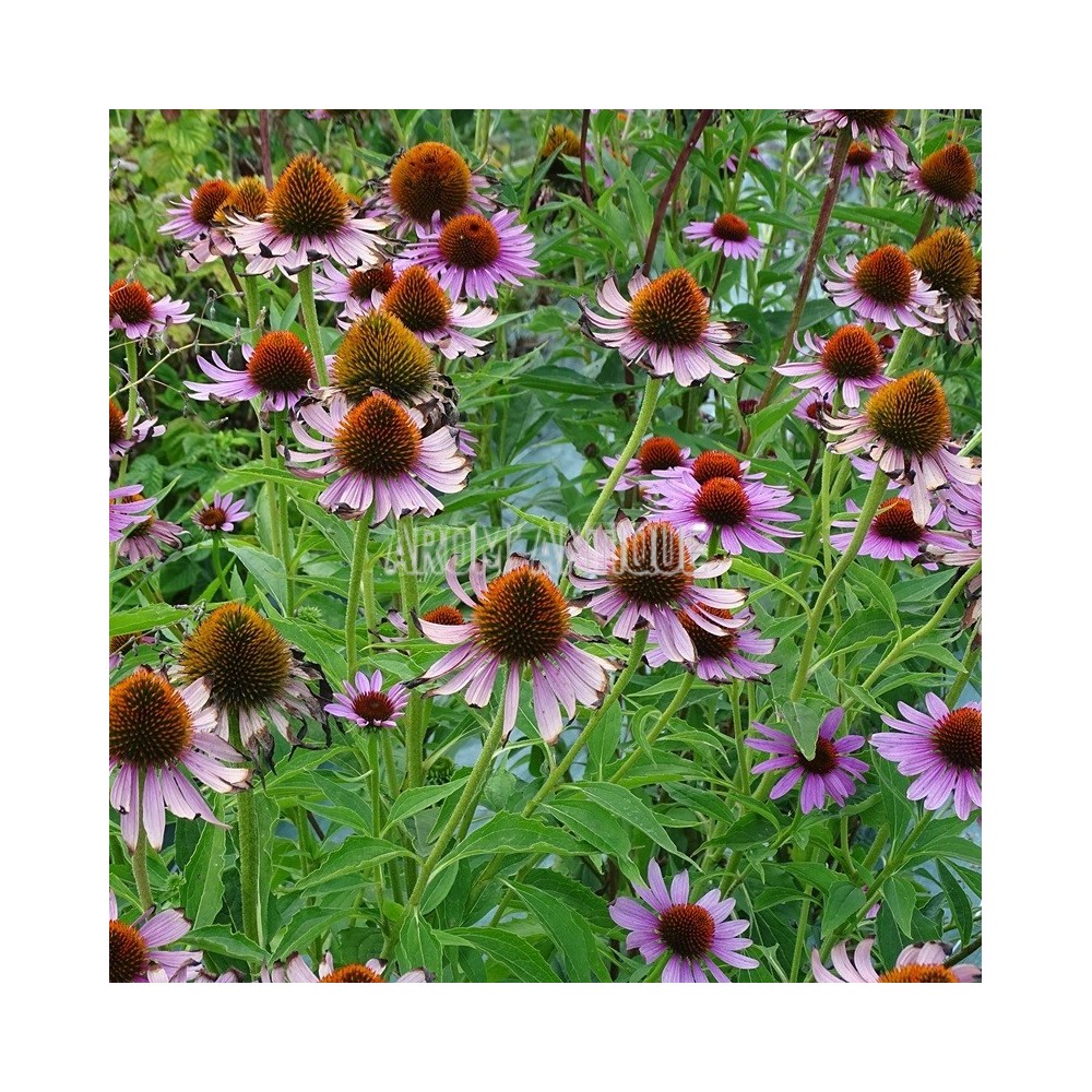 Fleurs d'échinacée pourpre