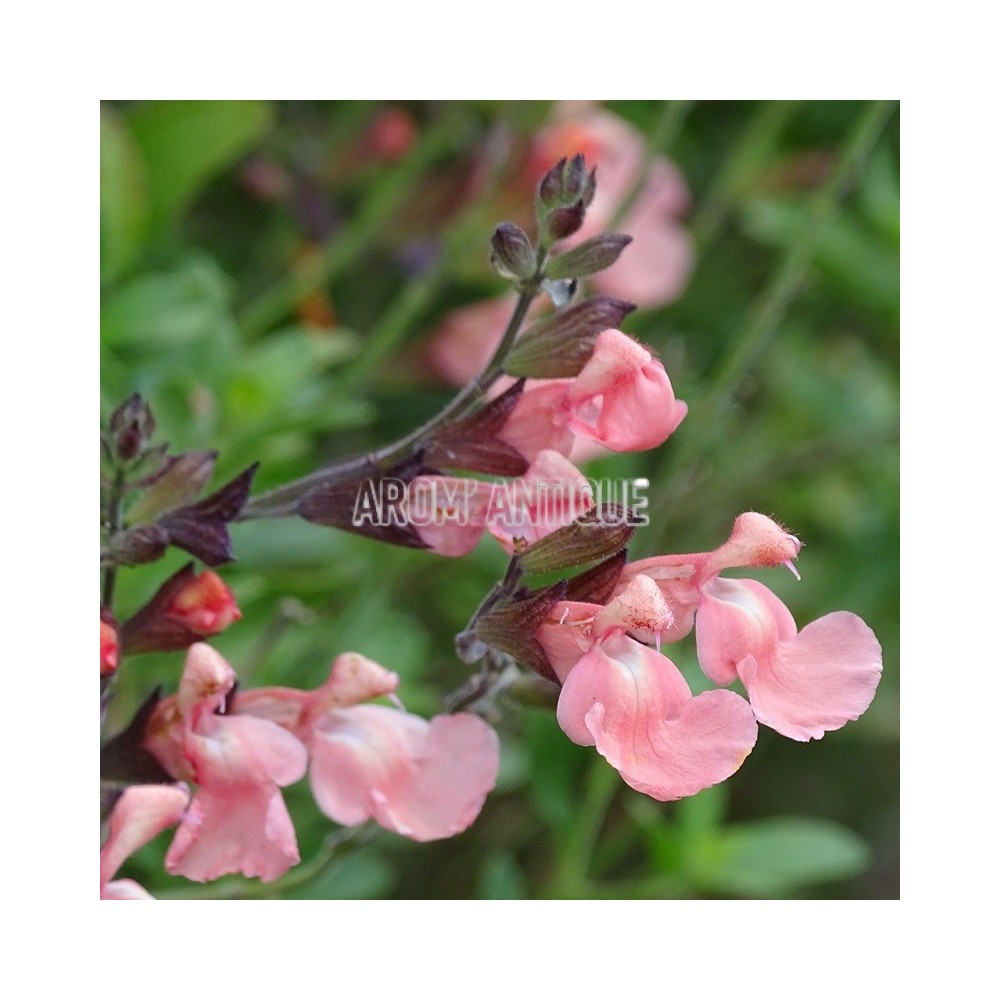 Fleurs de sauge ribambelle