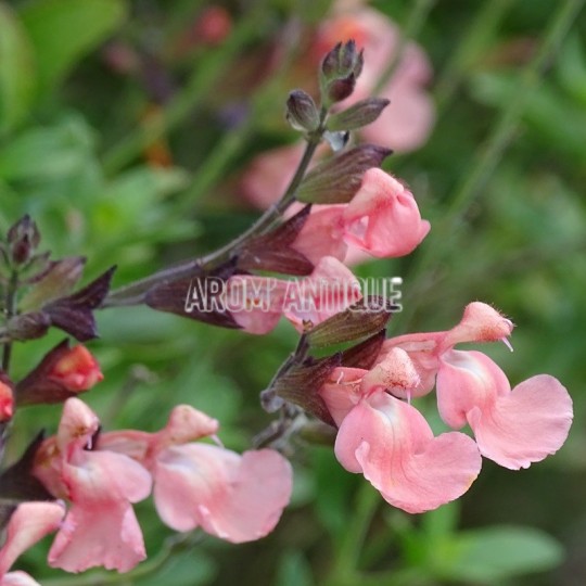 Fleurs de sauge ribambelle