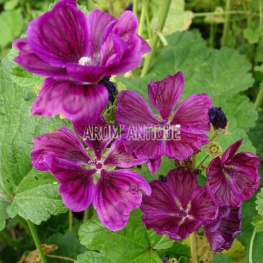 Fleurs de mauve sylvestre de Mauritanie
