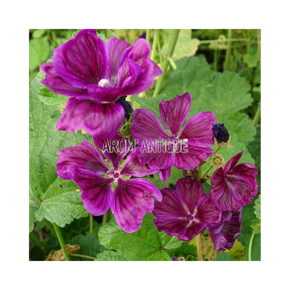 Fleurs de mauve sylvestre de Mauritanie