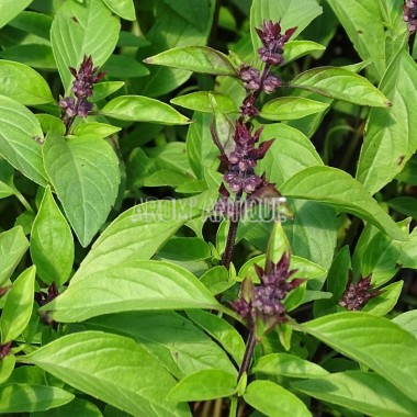 Basilic thaï Bio 2