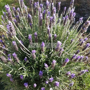 Lavande anglaise en fleurs