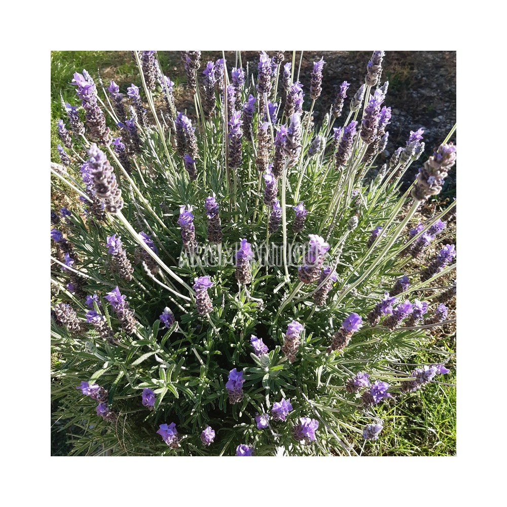 Lavande anglaise en fleurs