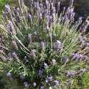 Lavande anglaise en fleurs