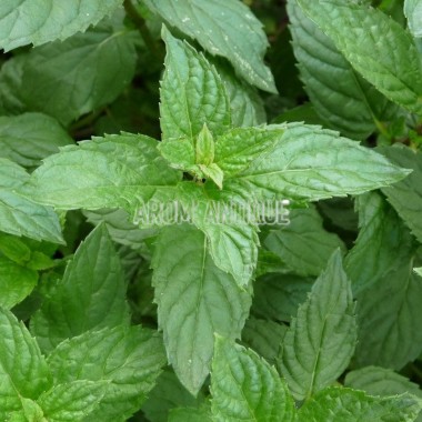 Menthe Agnès 2