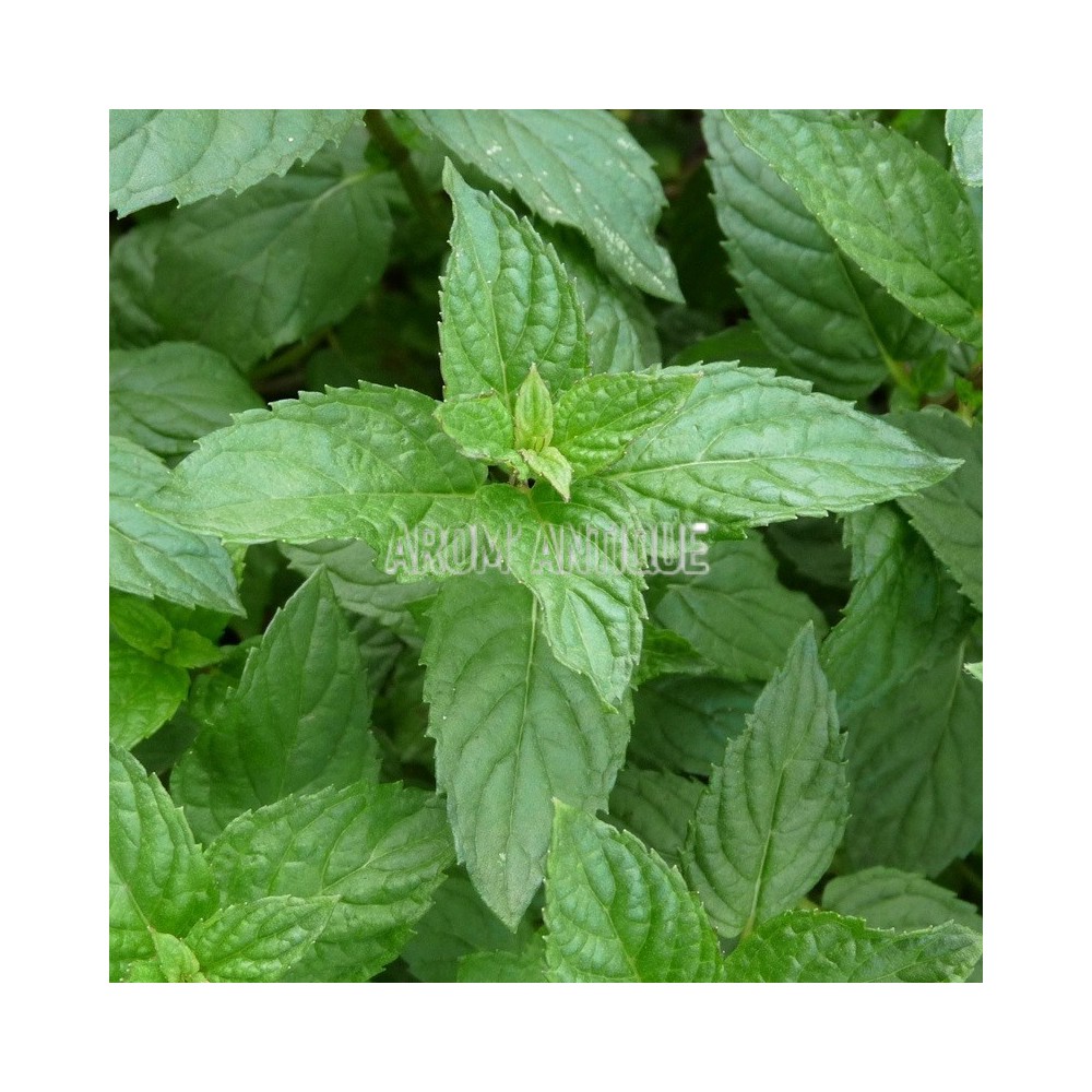 Menthe Agnès en gros plan