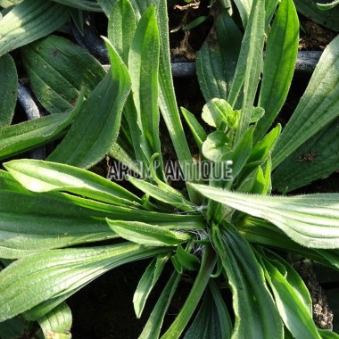 Plantain lancéolé 2