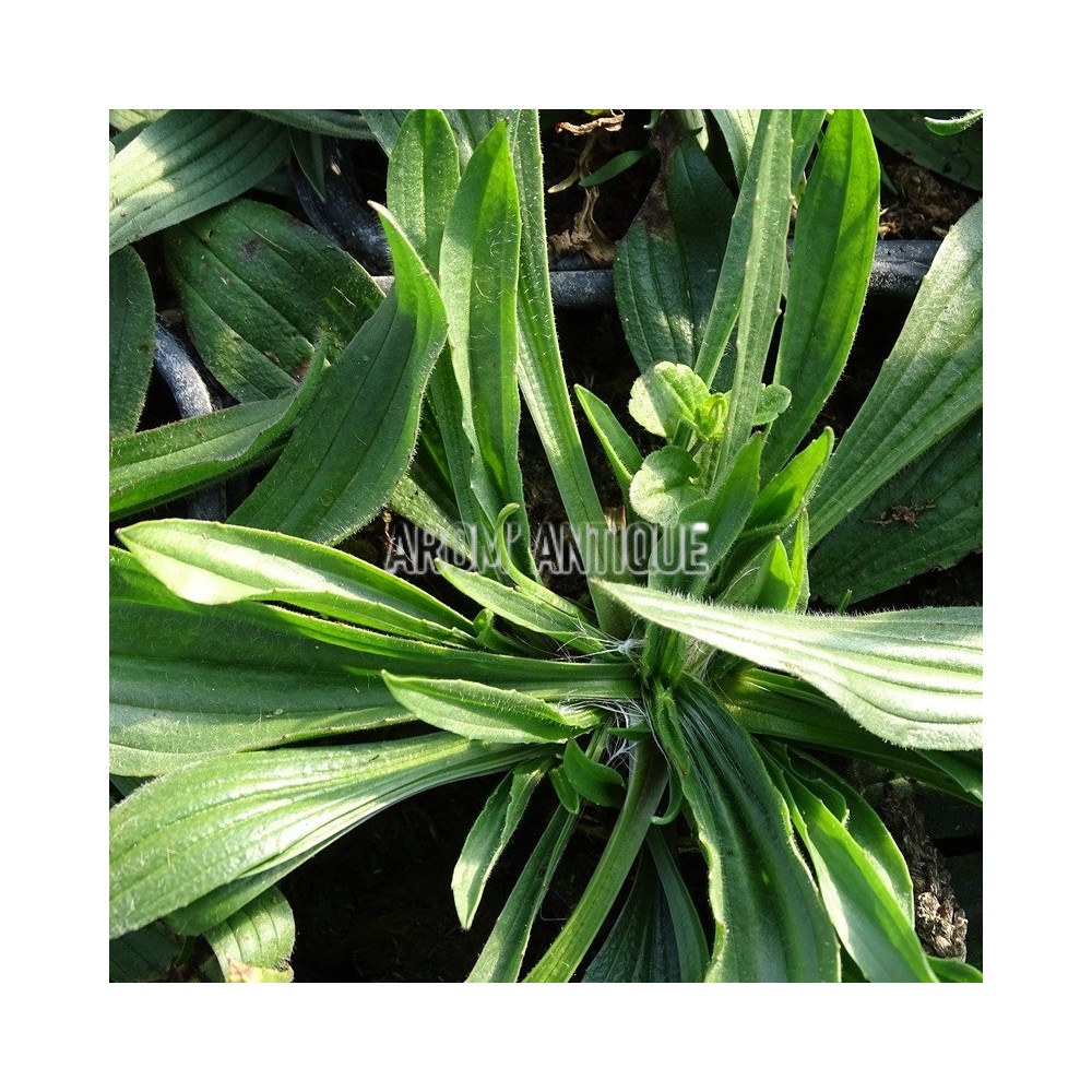 Plantain lancéolé (feuillage)