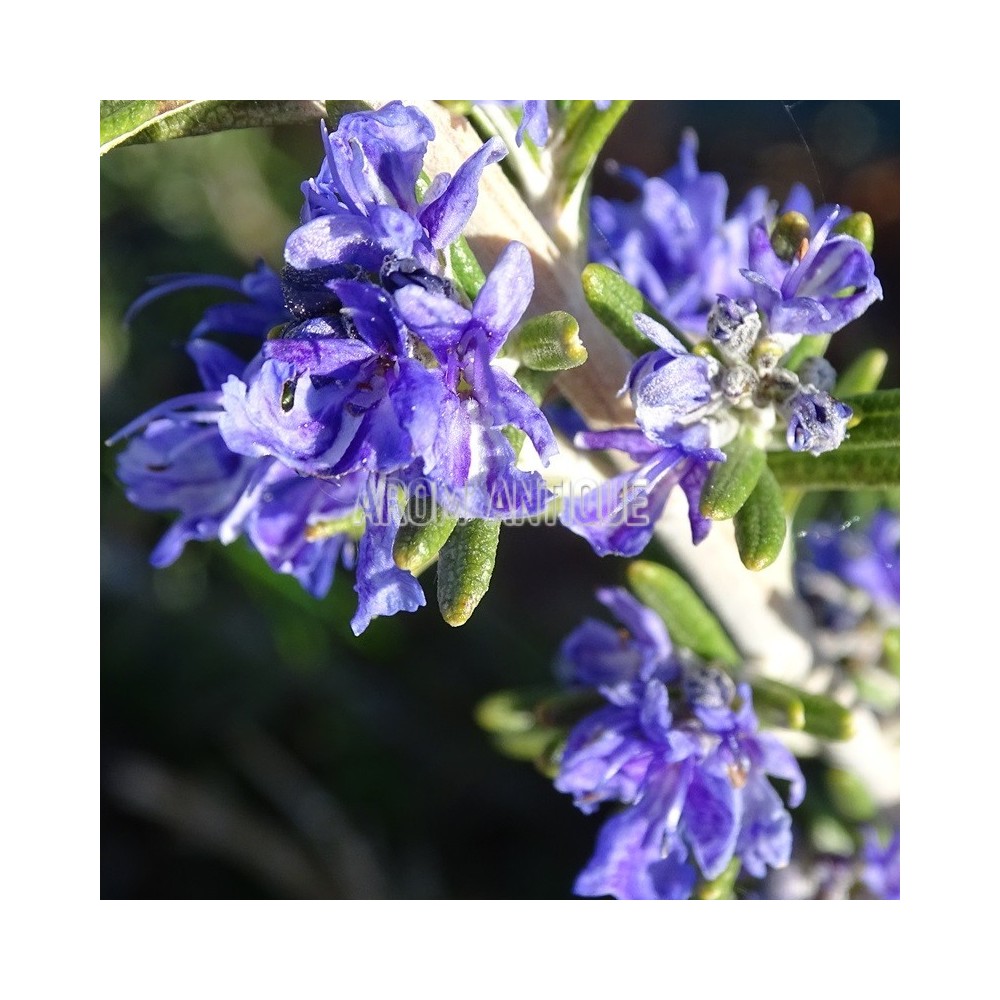 Fleurs de romarin Baie de Douarnenez