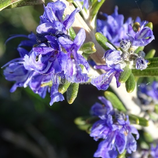 Fleurs de romarin Baie de Douarnenez