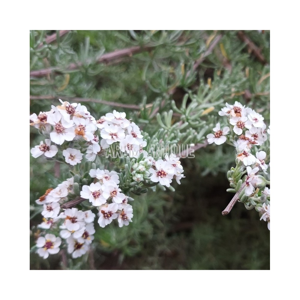 Fleurs de romarin d'Afrique