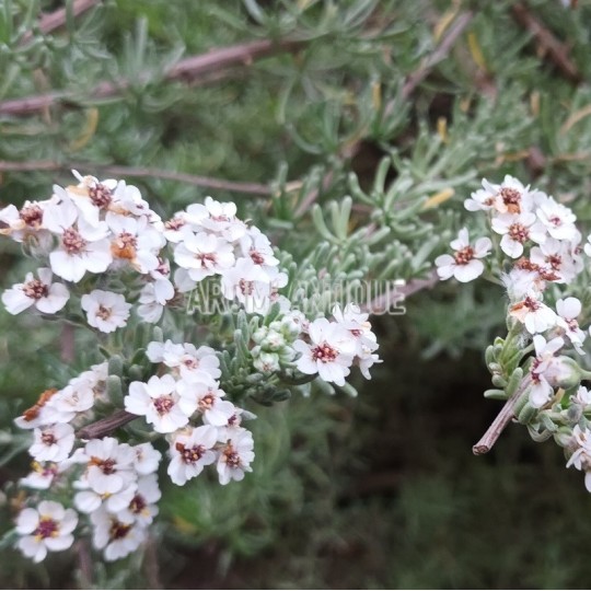 Fleurs de romarin d'Afrique