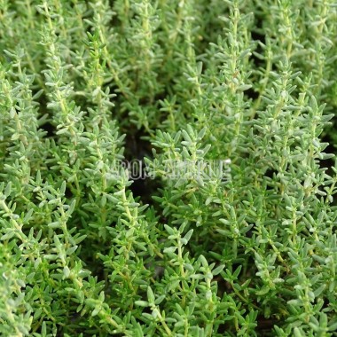 Thym compact avec des fleurs 2