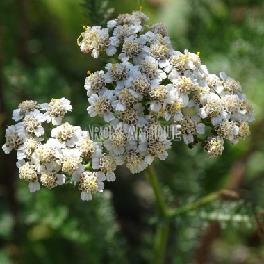 Achillée millefeuille en fleurs 2