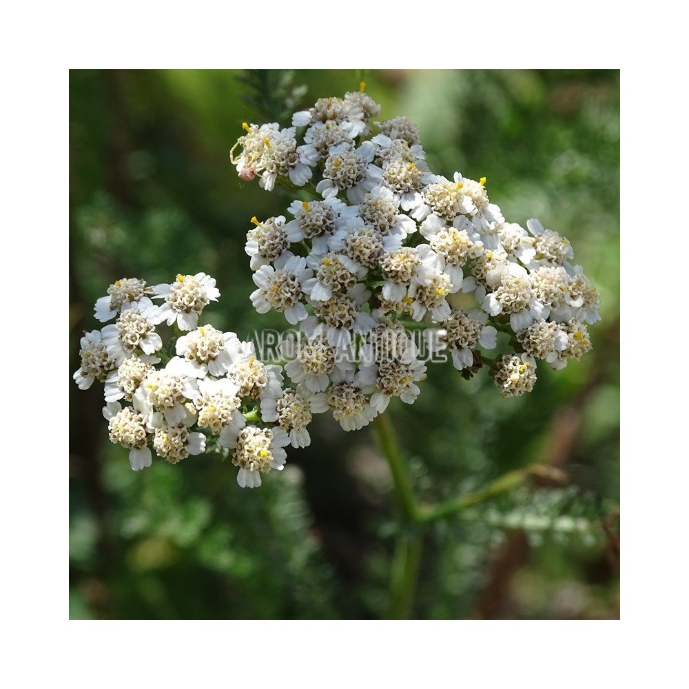 Achille millefeuille bio, Achillea millefolium. Arom'antique