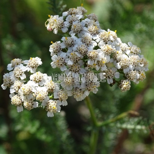 Fleurs d'achillée millefeuille