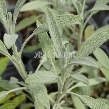 Sauge officinale de Nazareth 2
