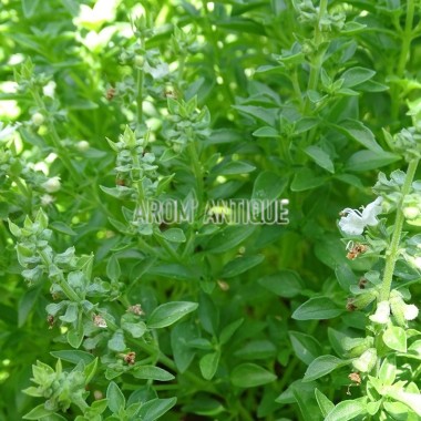 Basilic fin vert Bio 2