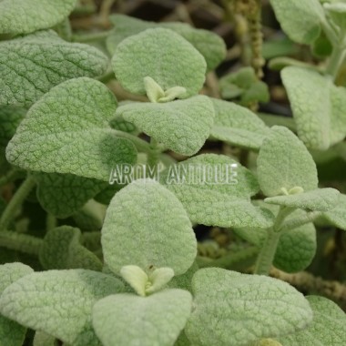 Plant de ballote de dictame 2