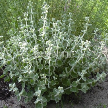 Plant de ballote de dictame
