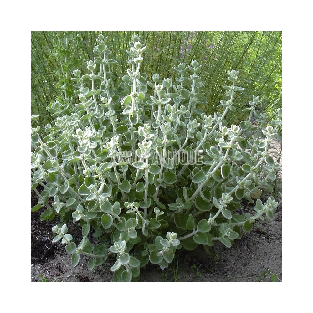 Plant de ballote de dictame