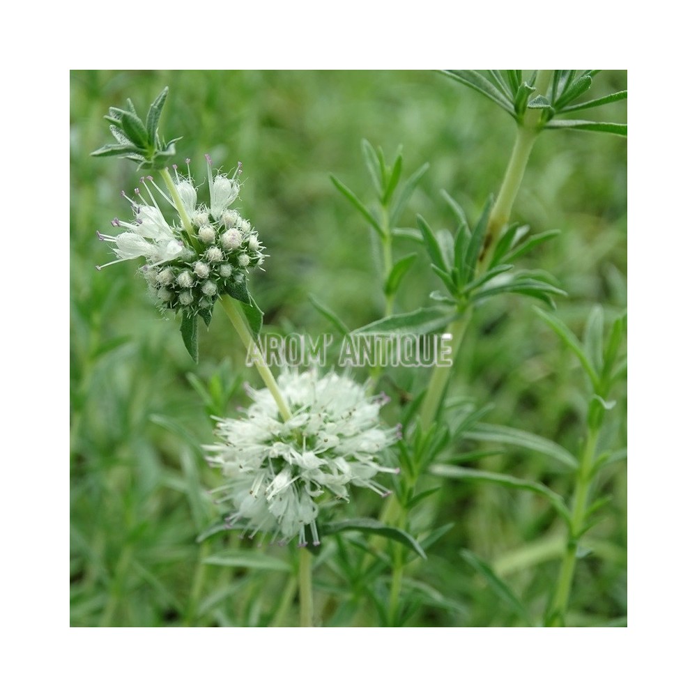 Fleurs de menthe des cerfs