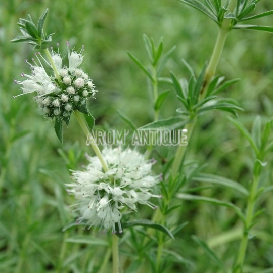 Fleurs de menthe des cerfs