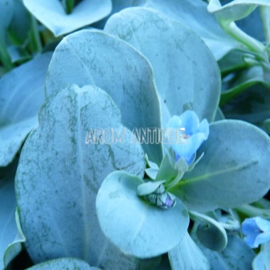 Plante à huitre 2