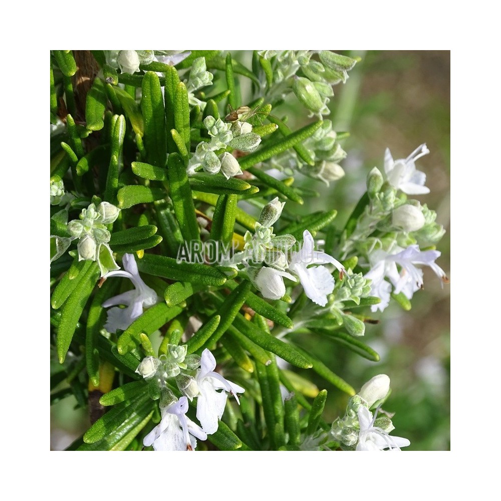 Romarin Capri en fleurs