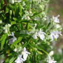 Romarin Capri en fleurs