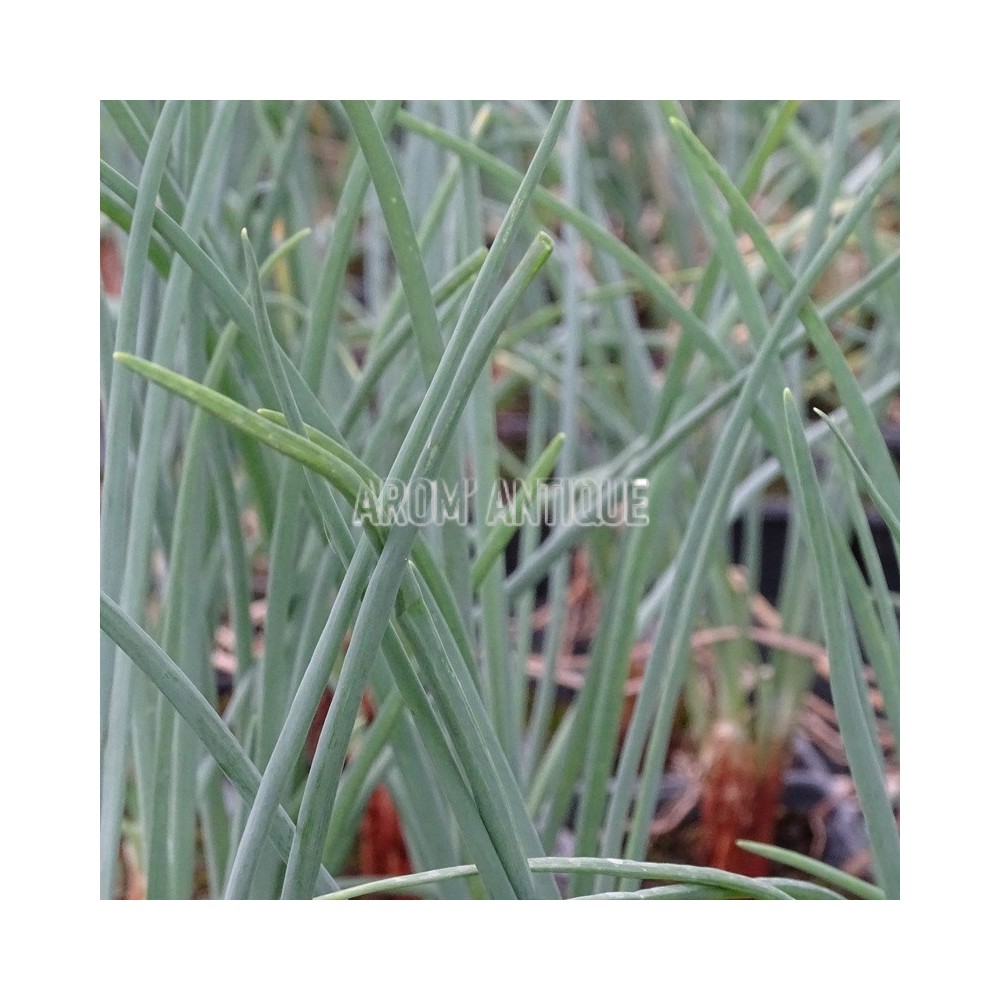 Plant de cive de Saint Jacques