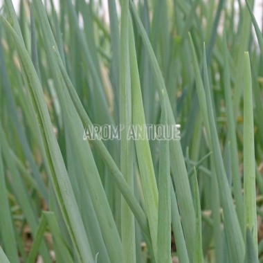 Allium fistulosum, ciboule, cive, Arom'antique, 450 aromatiques bio. 2