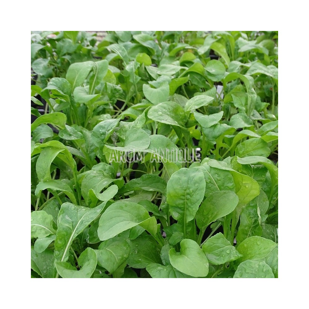 roquette cultivée en feuillage