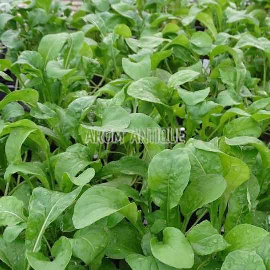 roquette cultivée en feuillage
