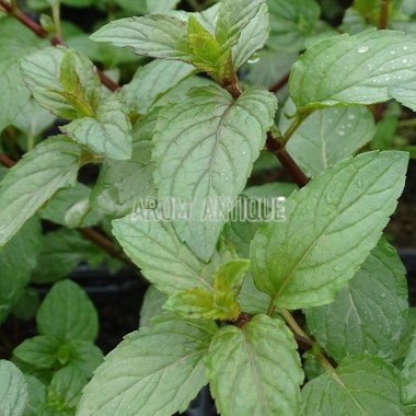 Menthe chocolat 2