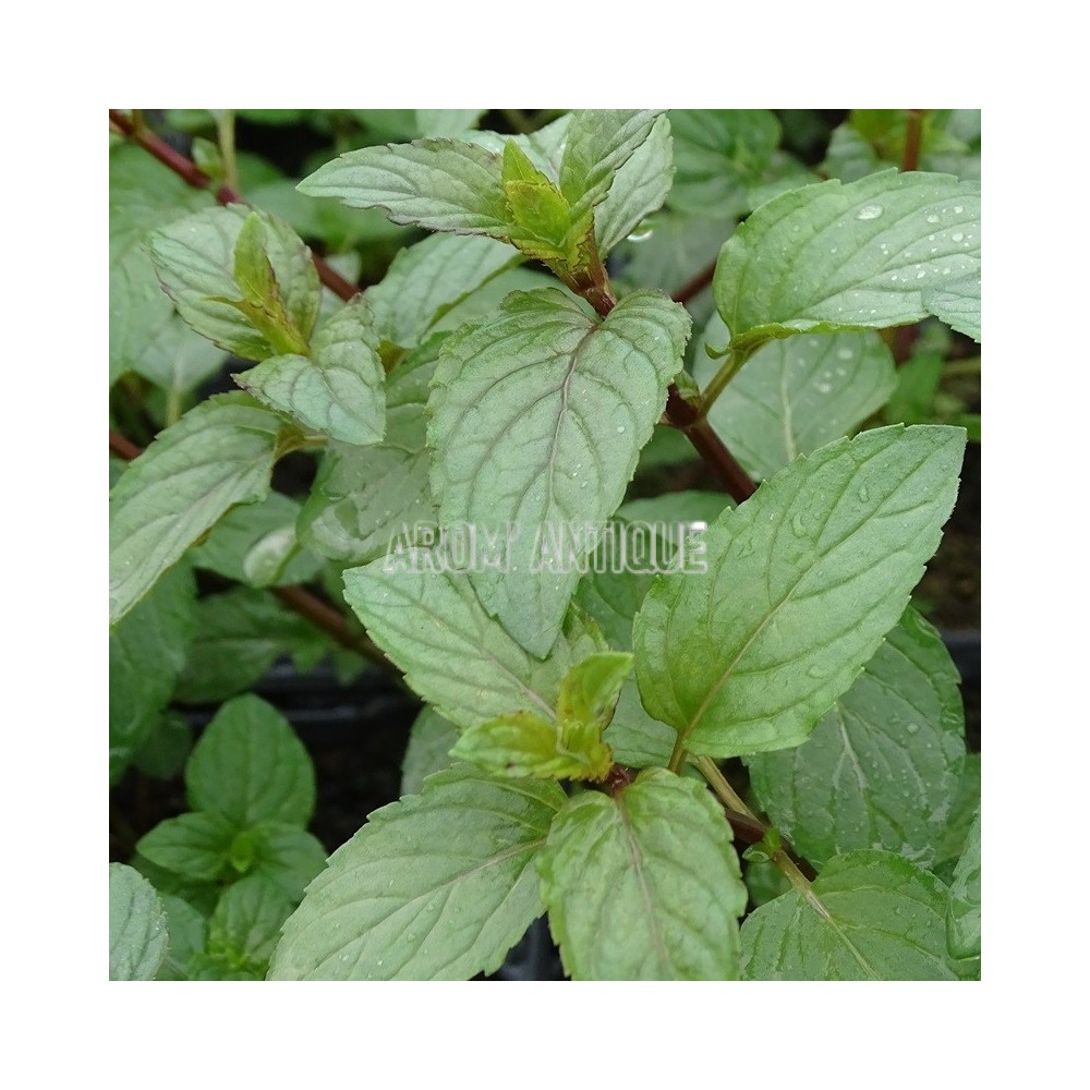 Menthe chocolat