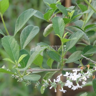 Verveine eucalyptus (en fleurs) 2