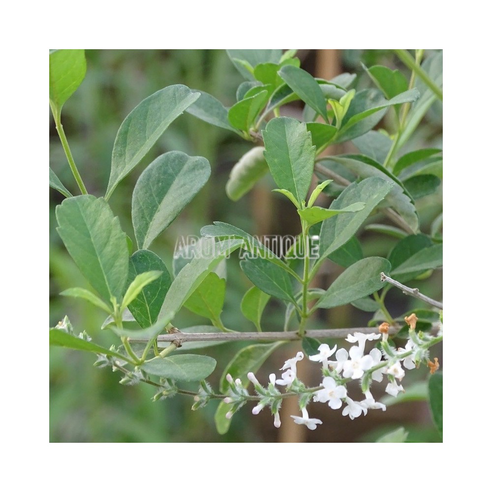 Verveine eucalyptus (fleurs et feuilles)