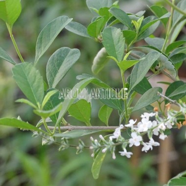 Verveine eucalyptus (en fleurs)