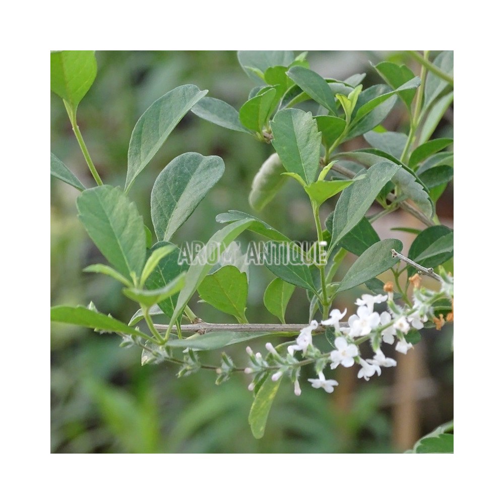 Verveine eucalyptus (en fleurs)