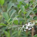 Verveine eucalyptus (en fleurs)