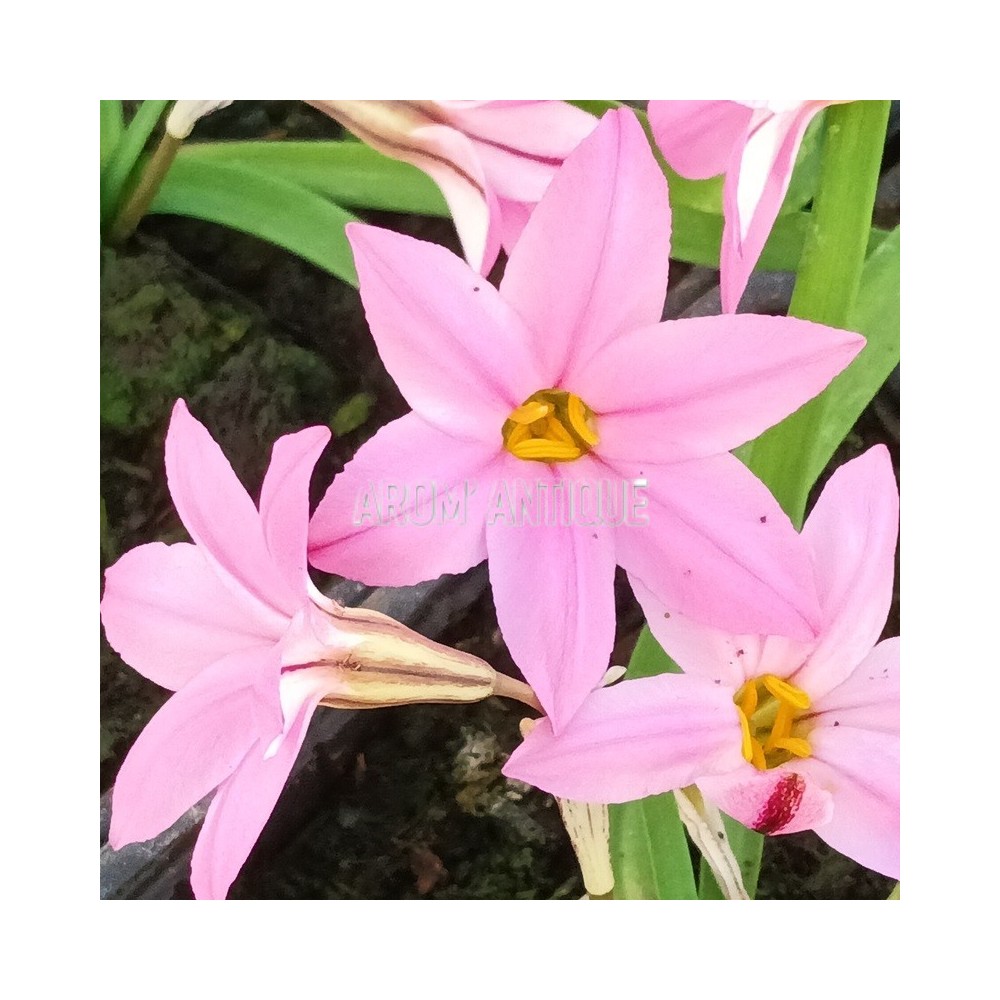 Ail des Incas à fleurs roses