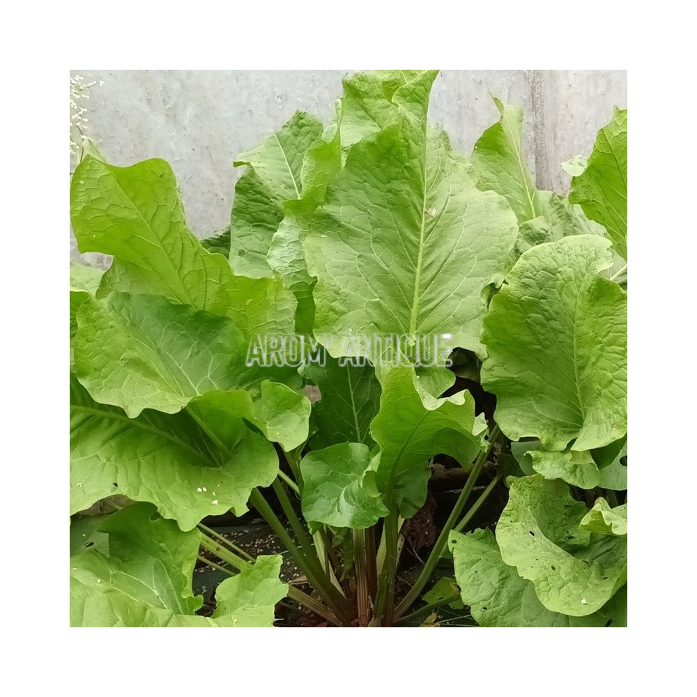 Oseille des Alpes en feuilles