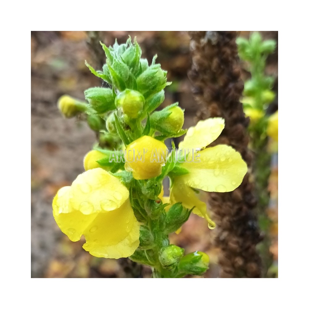 Bouillon blanc (en fleurs)