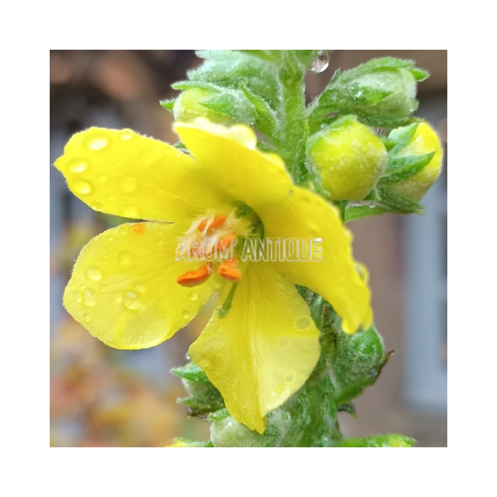 Fleur de bouillon blanc