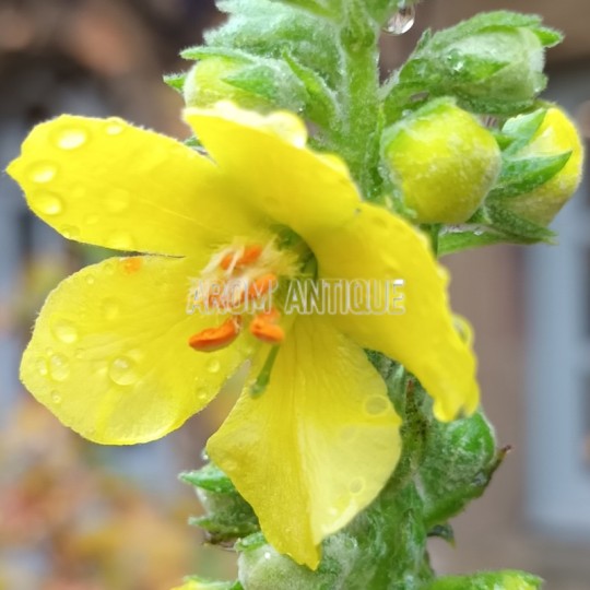 Fleur de bouillon blanc