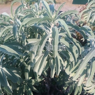 Sauge blanche (Salvia apiana)