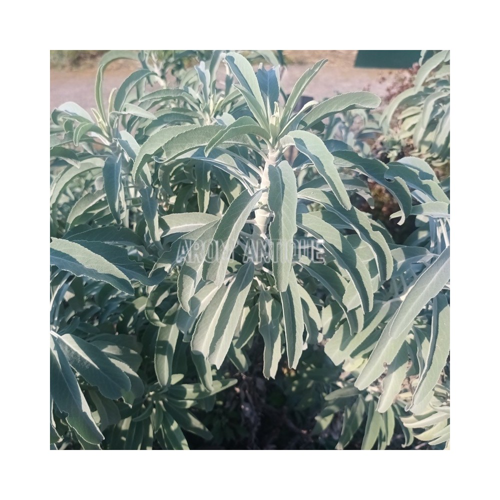 Sauge blanche (Salvia apiana)